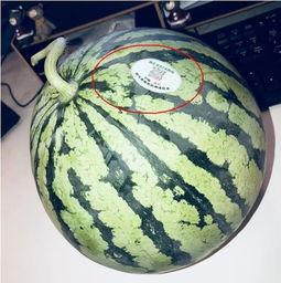 网红吃瓜推特,揭秘娱乐圈幕后真相,带你领略网络红人的真实生活!” 第2张 网红吃瓜推特,揭秘娱乐圈幕后真相,带你领略网络红人的真实生活!” 第2张